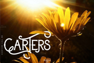 Carters Font: Modern Classic for Business Branding