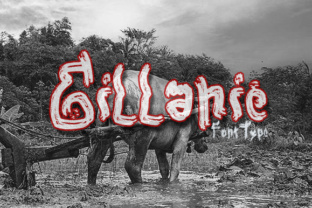 Gillanie Font for Professional Branding